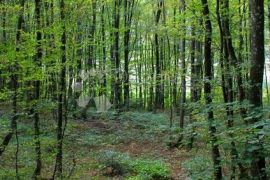 Poljoprivredno zemljište /šuma u Žbandaju, Poreč, Земля