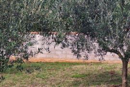 Muntić - uređen maslinik sa 140 stabala maslina, Marčana, Terra