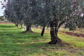Muntić - uređen maslinik sa 140 stabala maslina, Marčana, Land