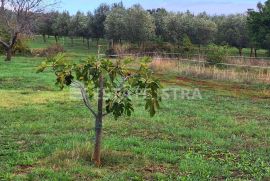 Muntić - uređen maslinik sa 140 stabala maslina, Marčana, Land