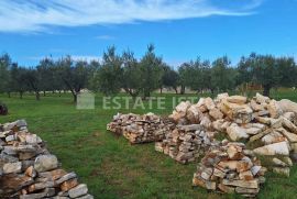 Muntić - uređen maslinik sa 140 stabala maslina, Marčana, Arazi