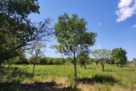 Prodaje se poljoprivredno zemljište površine 8200 m2 omeđeno suhozidom po cijeni od 5 EUR/m2, Vodnjan, Terreno