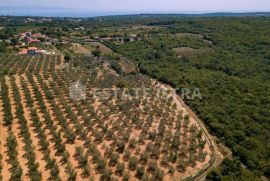 Poljoprivredno zemljište 77 321 m2 u blizini Marčane, Marčana, Arazi