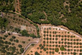 Poljoprivredno zemljište 77 321 m2 u blizini Marčane, Marčana, Γη