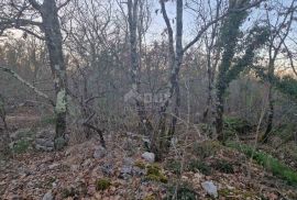 ISTRA, LABIN - Hrastova šuma za siječu 39.294m2, PRILIKA, Labin, Terreno