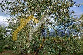 ISTRA - MEDULIN prodaje se maslinik, Medulin, أرض