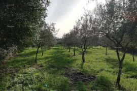 Poljoprivredno zemljište, Fažana, Arazi
