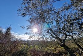 ISTRA, ROVINJ - Kuća s prekrasnim vinogradom i maslinikom, Rovinj, Casa