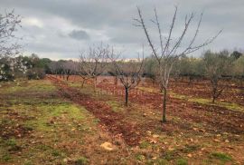 ISTRA, MARČANA - poljoprivredno zemljište s maslinikom, Marčana, Terreno