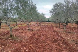 ISTRA, MARČANA - poljoprivredno zemljište s maslinikom, Marčana, Arazi