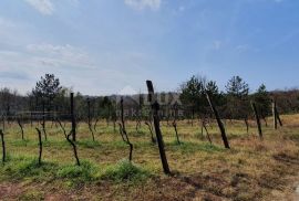 ISTRA, GRAČIŠĆE - Vinograd, maslinik, livada i šuma s prekrasnim pogledom, Gračišće, Arazi