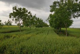 Poljoprivredno zemljište -Tenja, Osijek, Terreno