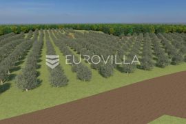 Istra, Bale, poljoprivredno zemljište 12200m2 s mogućnošću gradnje gospodarskog objekta, Bale, Terrain