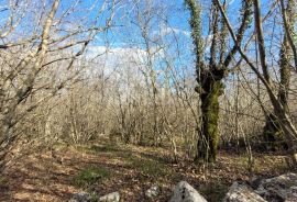 OTOK KRK, KRK - Ravno zemljište bogato drvima sa pristupom, idealno za OPG, 3000m od mora!, Krk, Land