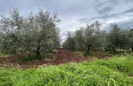 Kaštelir, zemljište sa ishodovanom građevinskom dozvolom za obiteljsku kuću, Kaštelir-Labinci, Zemljište