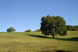 Mješovito zemljište okruženo zelenilom, Motovun, Terra