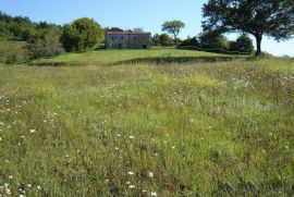 Mješovito zemljište okruženo zelenilom, Motovun, Terra