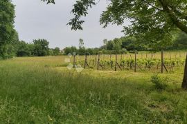 Poljoprivredno zemljište i vinograd, Labin, Zemljište