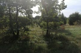 Poljoprivredno zemljište Prodaja poljoprivredno zemlište Bibići, Svetvinčenat, Terreno