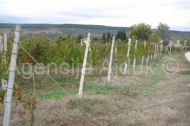 Imotski - uređeni vinograd 5000 m2 - povoljno, Imotski, Γη