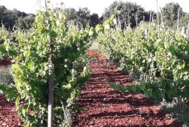 ISTRA, ROVINJ Maslinik, vinograd i voćnjak 1,6 ha, Rovinj, Terra