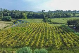 Zasađen vinograd i poljoprivredno zemljište u Bujama, Buje, Γη