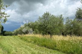 Poljoprivredno zemljište u vinogradarskom kraju, Brtonigla, Terreno