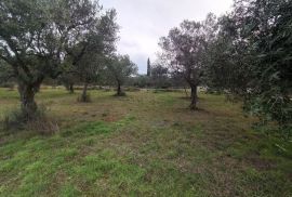 Poljoprivredno zemljište 2002 m2, Peroj, Vodnjan, Arazi