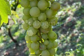 Klijet s vinogradom i voćnjakom, 3814m2, Donja Voća, Maison