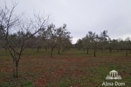 Poljoprivredno zemljište U ponudi imamo poljoprivredno zemljište sa maslinikom!, Višnjan, Terreno