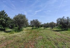 Poljoprivredno zemljište Legalizirana kućica na velikom poljoprivrednom zemljištu., Fažana, Tierra