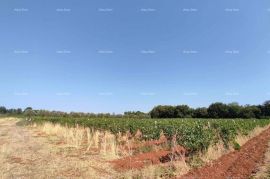 Poljoprivredno zemljište, Ližnjan, Tierra